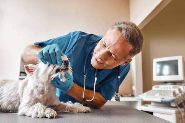 Best Emergency Denture Repair in Pierce, NE